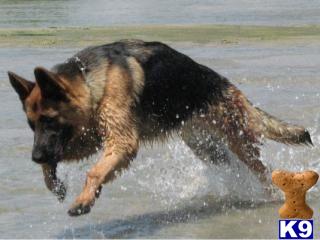german shepherd puppy posted by Judy Smithson